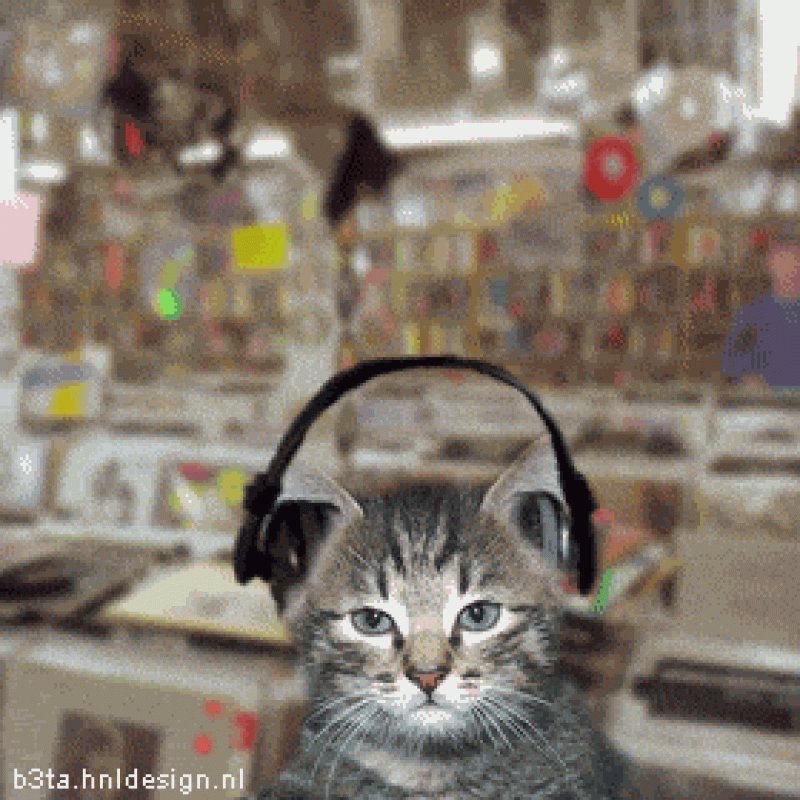 gato musical.gif